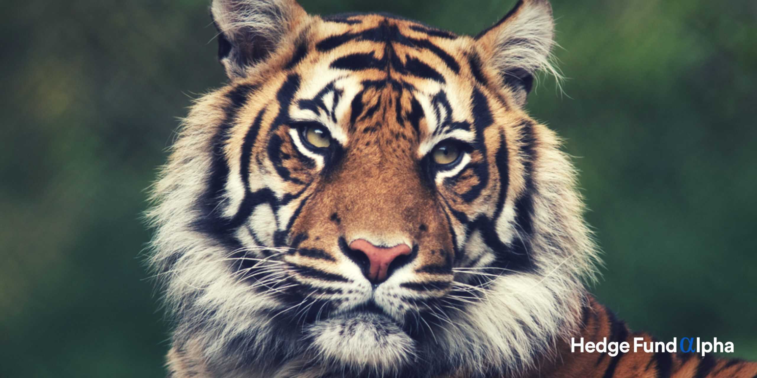 Tiger Global